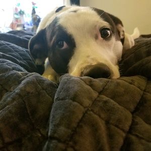 Meet your Posher, Sydney